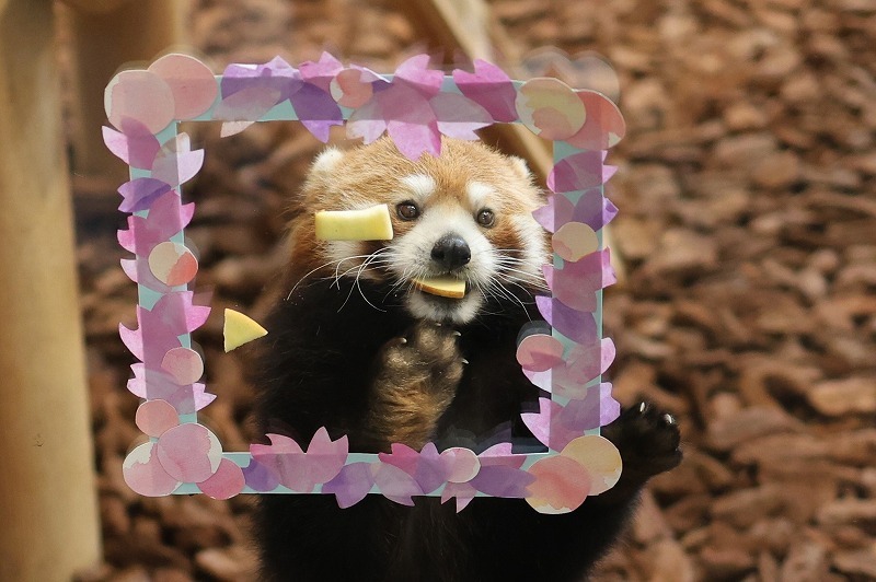 今週のレサパン #163: pop trip Blog 2