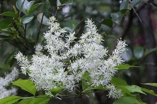 s-IMG_8447.jpg