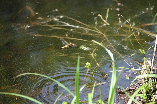 s-IMG_8737.jpg