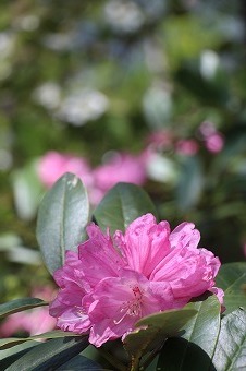 s-IMG_8783.jpg