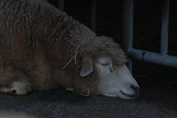 s-IMG_9456.jpg