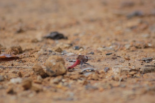 s-IMG_9550.jpg