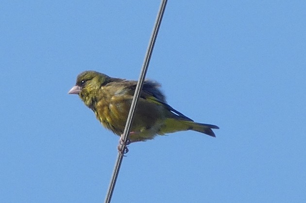 s-P1010575.jpg