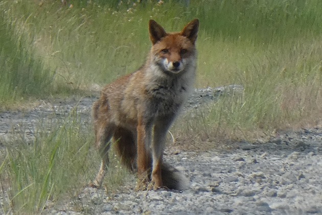 s-P1010681.jpg