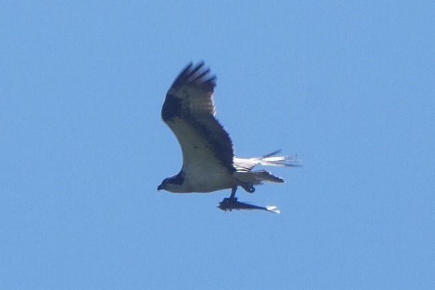 s-P1020350.jpg