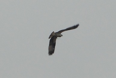 s-P1040551.jpg