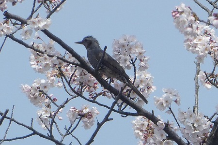 s-P1040839.jpg