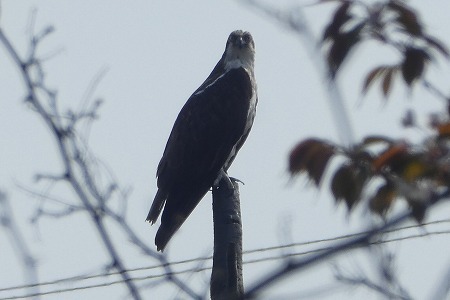 s-P1050056.jpg