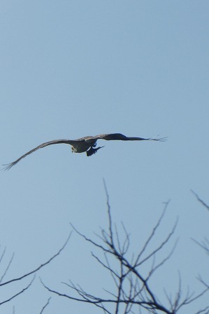 s-P1050226.jpg